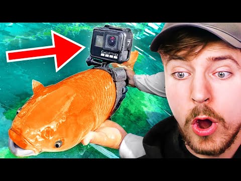 Video thumbnail: I Strapped A GoPro To A Fish!