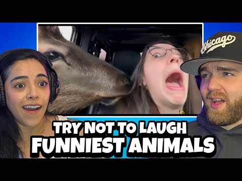 Thumbnail for Funniest Animal Videos Ever (Part 3) | OH HELL NO! KEEP IT AWAY!! LOL (Reaction)
