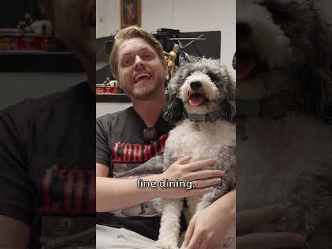 Thumbnail for #Ad Meet Ollie and his doggie Meal plan.