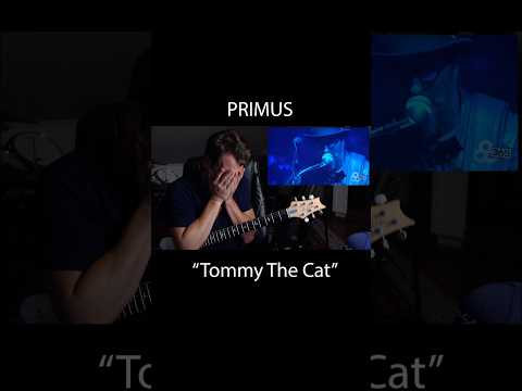 Thumbnail for Tommy the cat #primus