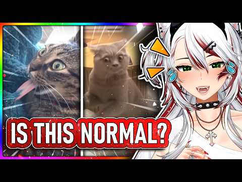 Video thumbnail: These Videos Make ME Wish I Had A Cat! (Daily Dose Reaction)