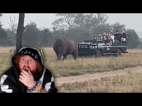 Video thumbnail: CaseOh Reacts to Animals Being Absolutely UNHINGED 💀(PART 2)