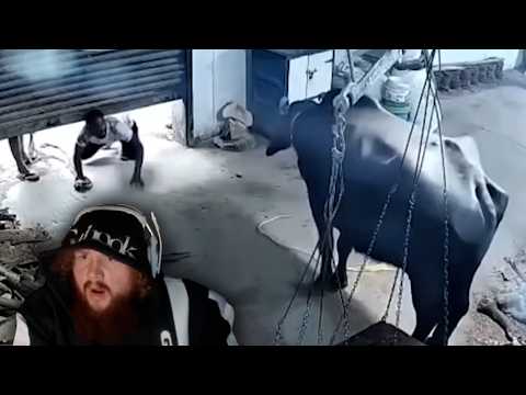 Video thumbnail: CaseOh Reacts to Animals Being Absolutely UNHINGED 💀
